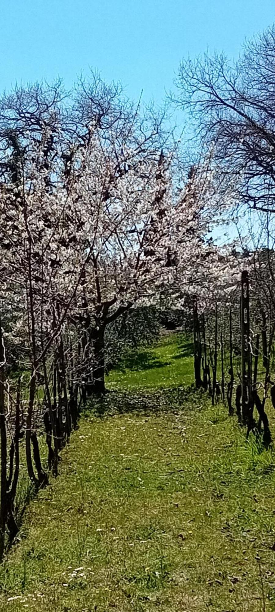 Appartamento Panoramico Montepulciano Stazione المظهر الخارجي الصورة